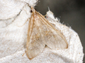 Mecyna asinalis
